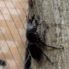 ヤエヤママルバネクワガタ ♂単 61mmUPの画像