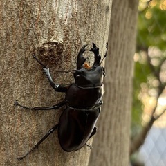 ヤエヤママルバネクワガタ ♂単 61mmUPの画像