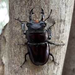 ヤエヤママルバネクワガタ ♂単 61mmUPの画像