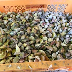 消毒殺菌済みニンニクの種の画像