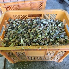 消毒殺菌済みニンニクの種の画像