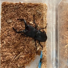 ノコギリクワガタ　オス✖️2 野外採集個体の画像