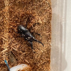 ノコギリクワガタ　オス✖️2 野外採集個体の画像