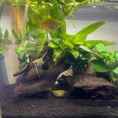 熱帯魚　エンゼルフィッシュの画像