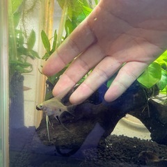 熱帯魚　エンゼルフィッシュの画像