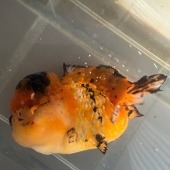 オランダシシガシラショートテールの画像