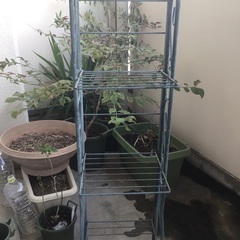 グリーンプランター3段の画像