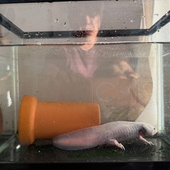 ウーパールーパーの画像