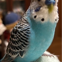 セキセイインコがいなくなりました。