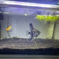 熱帯魚　エンゼルフィッシュの画像