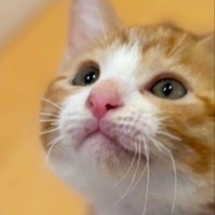 明日‼️１１月８日(土)ウィズマル動物医療センター立川院様にて子...