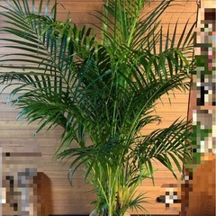 アレカヤシの画像