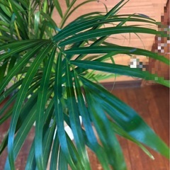 アレカヤシの画像