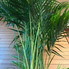 アレカヤシの画像