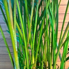 アレカヤシの画像