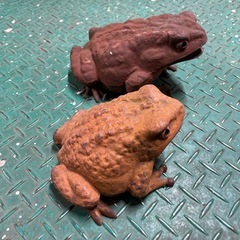 鉄製のカエルの置物の画像
