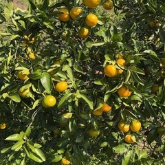 農家直売早生みかん5キロ　ご家庭用の画像