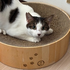 白キジブチ　メス