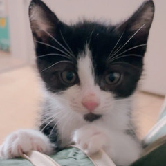 明日‼️１１月８日(土)🐈🍁ウィズマル動物医療センター立川院様に...