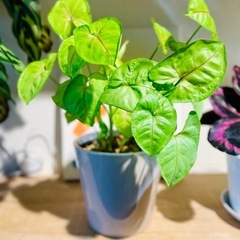 🉐ボリューミー！ふんわり可愛い！金運↑恋愛運↑ハート形のゆらゆら葉が可愛い。ライムグリーンの柔らかな雰囲気の画像