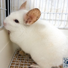 ピンクホワイトブルーアイ女の子3歳体格しっかりしています。