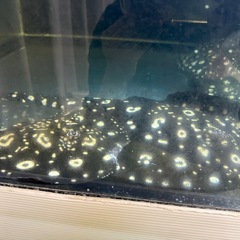 ダイアモンドポルカ　セット売りの画像