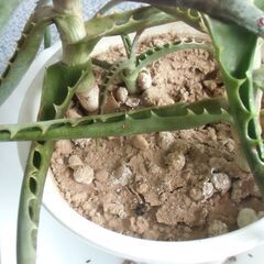 ●無料● アロエ鉢 差し上げます。の画像