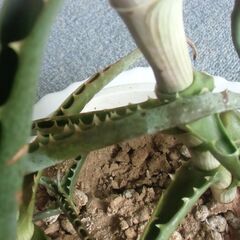 ●無料● アロエ鉢 差し上げます。の画像