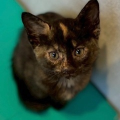 明日‼️１１月８日(土)🐈🍁ウィズマル動物医療センター立川院様に...