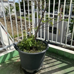 ＊無料でお譲り致します③＊の画像