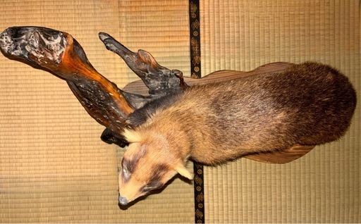 【取引終了】アナグマの剥製