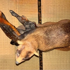 【穴熊】アナグマの剥製の画像