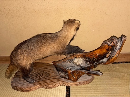 【取引終了】アナグマの剥製