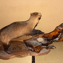 【穴熊】アナグマの剥製の画像