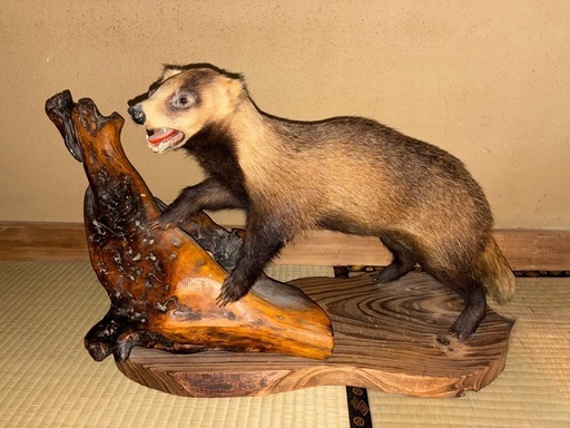 【取引終了】アナグマの剥製