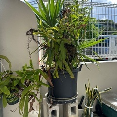 ＊無料でお譲り致します＊の画像