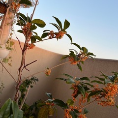 金木犀の木の画像