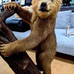 北海剝製標本社 子熊 剥製 木登り 置物 レトロ インテリアの画像