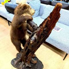 北海剝製標本社 子熊 剥製 木登り 置物 レトロ インテリアの画像