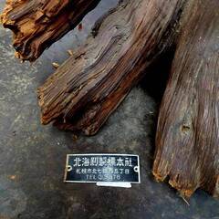 北海剝製標本社 子熊 剥製 木登り 置物 レトロ インテリアの画像