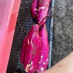 さつまいも
の画像