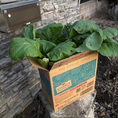 規格外　小松菜　段ボール一箱の画像