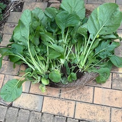 規格外　小松菜　段ボール一箱の画像