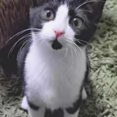 マイペースあご黒ちゃん★わんぱく3兄妹