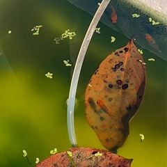 🍂メダカ越冬準備.柿の葉🍃抗菌効果.葉３５枚+計40枚の画像