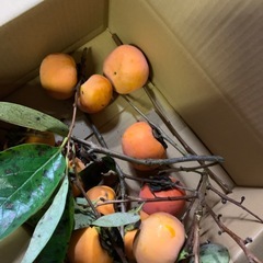 カキ　柿　タダで差し上げます
の画像