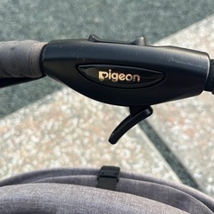 ピジョン(ランフィ)の画像