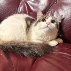 6ヶ月ノルウェージャン　里親募集