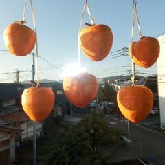 渋柿（干し柿用）の画像