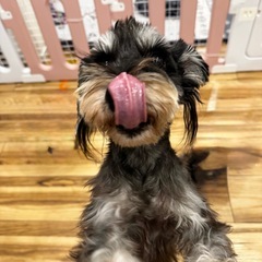 ミニチュアシュナウザーパパ犬引退 - 犬